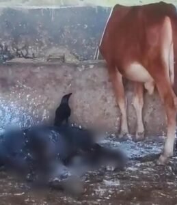  गौ सेवा के नाम पर लापरवाही, निरीक्षण में हुआ खुलासा