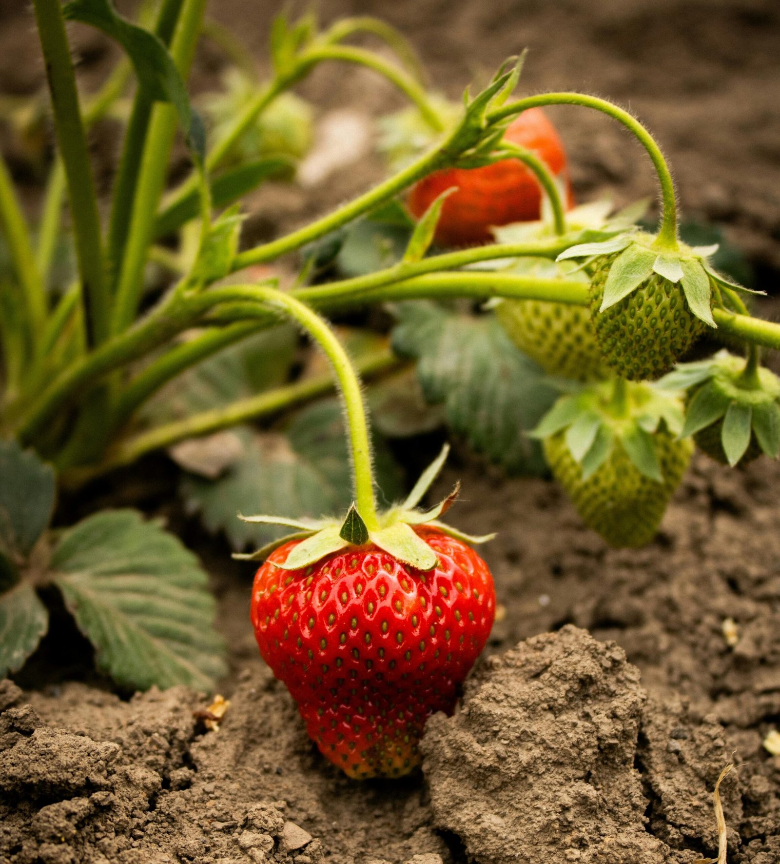 पडरौना विधानसभा में शुरू हुई स्ट्राबेरी की खेती