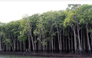 उरण के मैंग्रोव की उल्लेखनीय वापसी, लेकिन सरकारी निष्क्रियता कठिन सवाल खड़े करती है