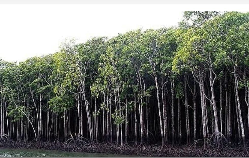 उरण के मैंग्रोव की उल्लेखनीय वापसी, लेकिन सरकारी निष्क्रियता कठिन सवाल खड़े करती है