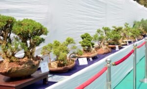 जीजामाता गार्डन में आयोजित पहली बोनसाई और ओरिगेमी आर्ट एग्ज़िबिशन को मिला अच्छा प्रतिसाद