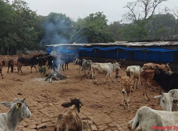 ठंड से बचाव की व्यवस्थाओं का बीडीओ ने लिया जायजा