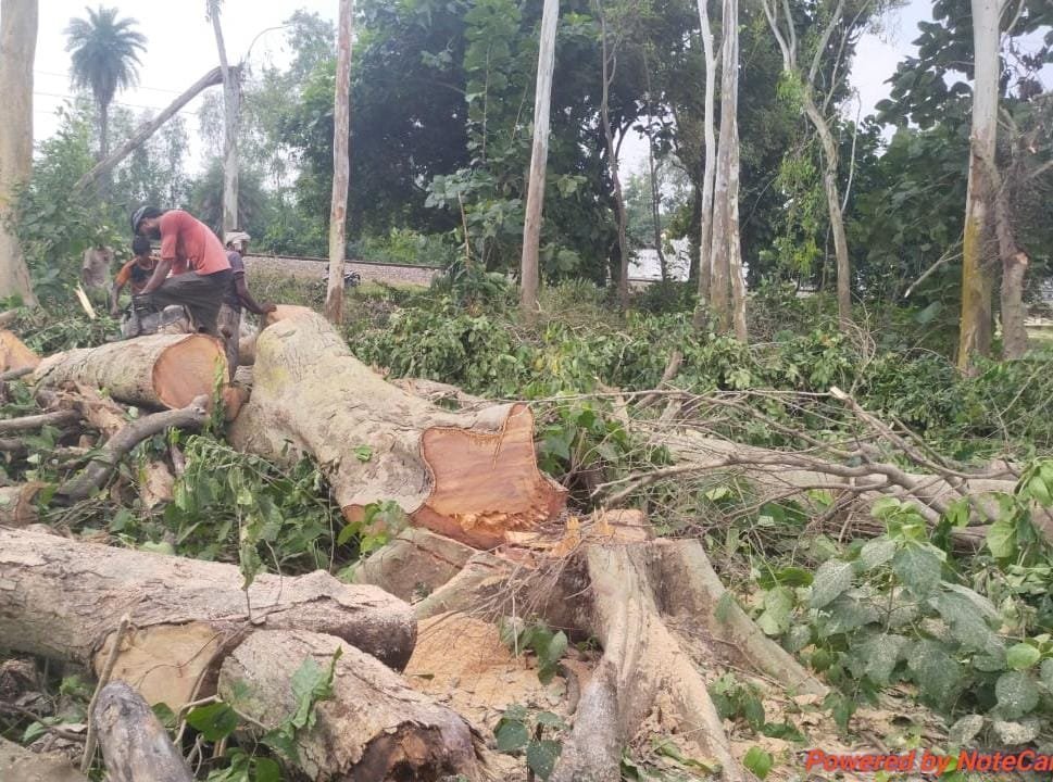 खुशाला पुरवा में परमिट की आड़ में हरे भरे पेड़ों का हुआ कटन