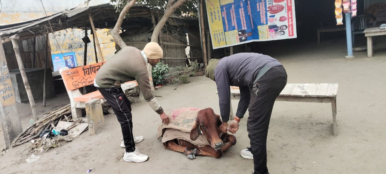 जानवरों का सेवा करने में जुटे हैं गुलशन