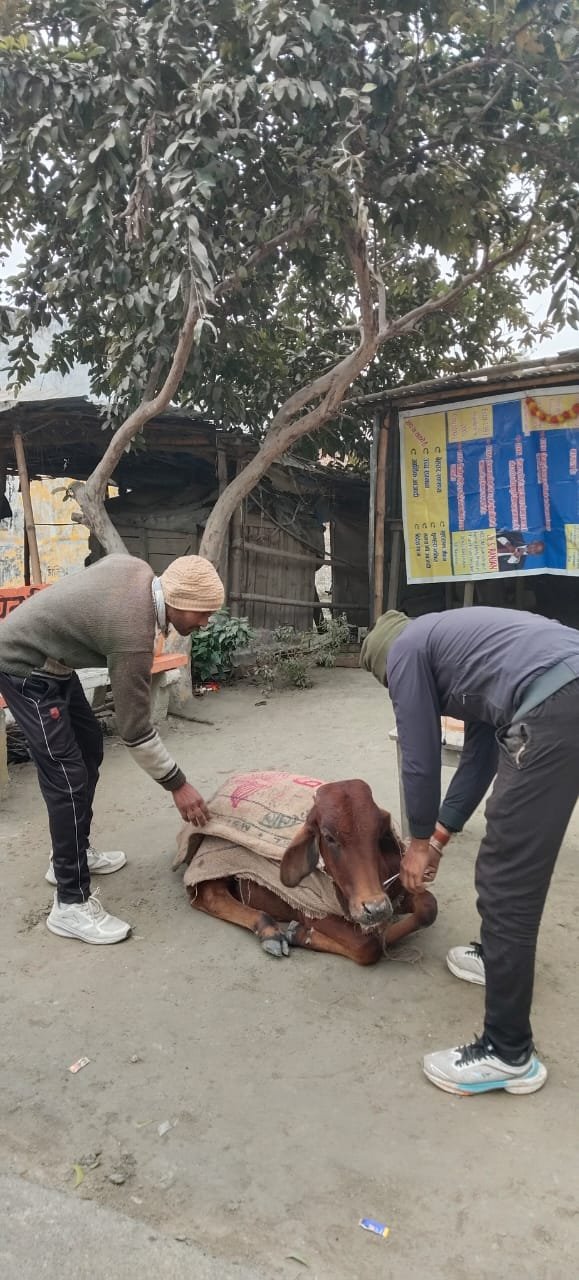 जानवरों का सेवा करने में जुटे हैं गुलशन 