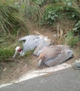 खैरटिया–नन्दन छपरा मार्ग पर दो अस्वस्थ सारस दिखाई दिए