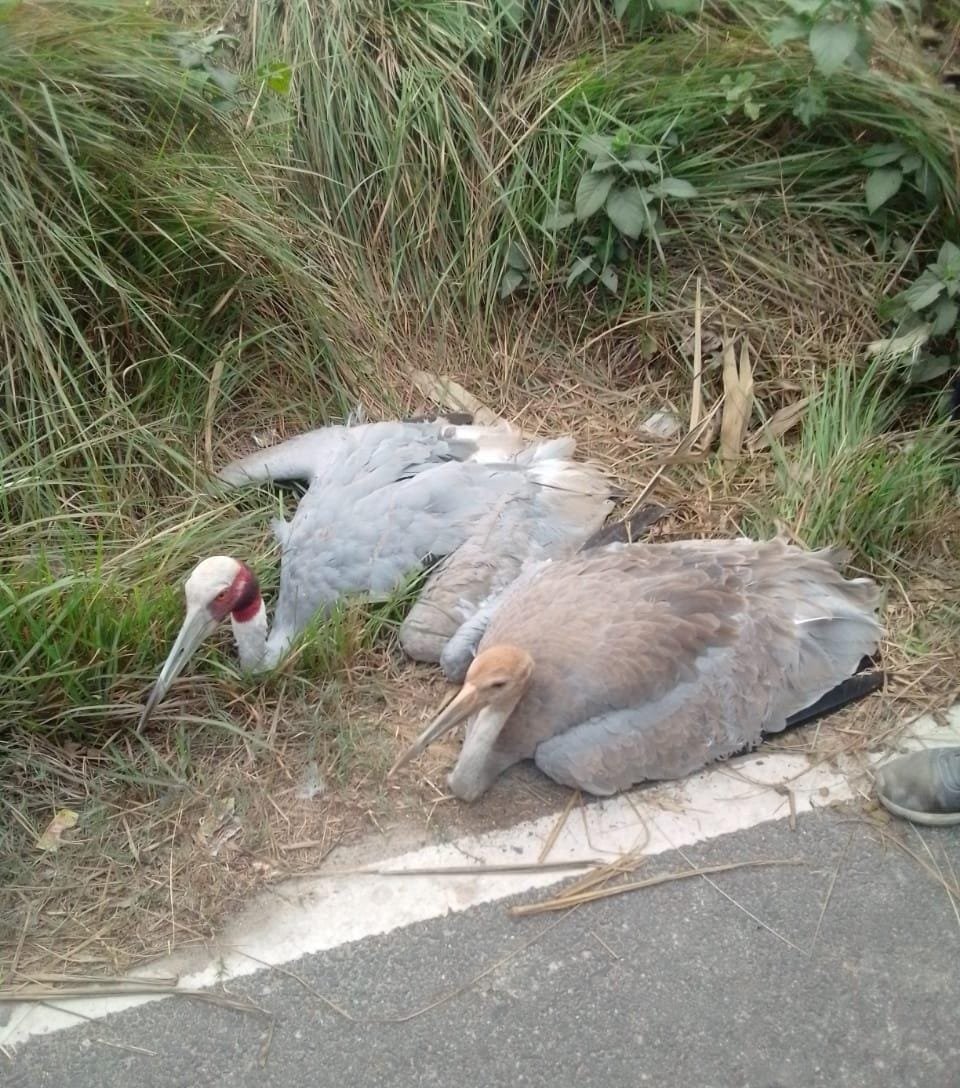 खैरटिया–नन्दन छपरा मार्ग पर दो अस्वस्थ सारस दिखाई दिए